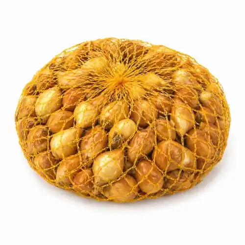 Nowość Cebula dymka Wolska wczesna do ogrodu 16-21 mm 0,5 kg