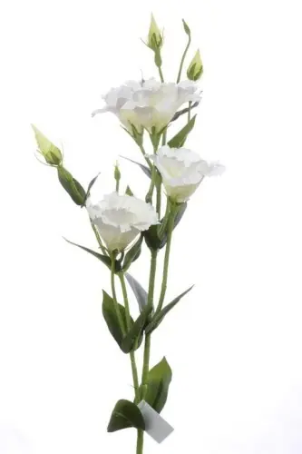 Hit cenowy Eustoma Biała Wys. 83cm