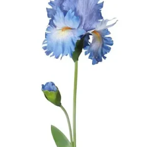 Irys Niebieski Wys. 80cm Darmowy zwrot