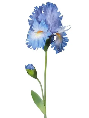 Irys Niebieski Wys. 80cm Darmowy zwrot