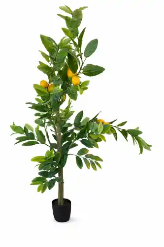 Drzewko Cytrynowe Wys. 150cm Szybka wysyłka